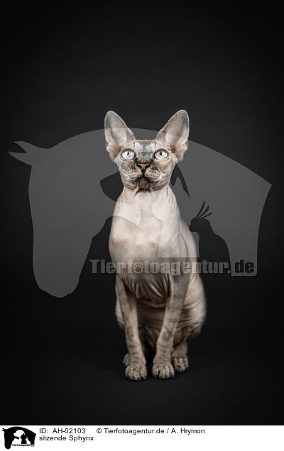 sitzende Sphynx / sitting Sphynx / AH-02103