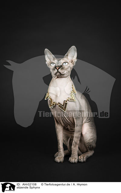 sitzende Sphynx / sitting Sphynx / AH-02108