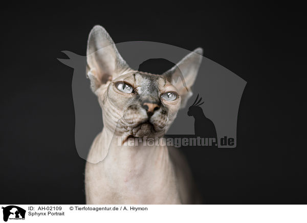 Sphynx Portrait / Sphynx portrait / AH-02109