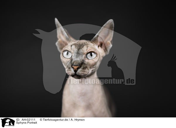 Sphynx Portrait / Sphynx portrait / AH-02111