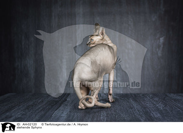 stehende Sphynx / standing Sphynx / AH-02120