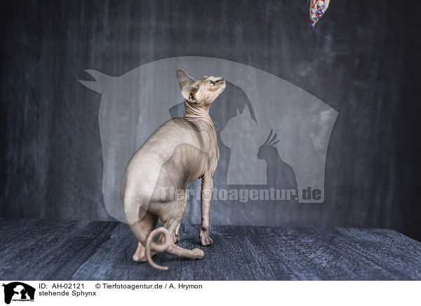 stehende Sphynx / standing Sphynx / AH-02121