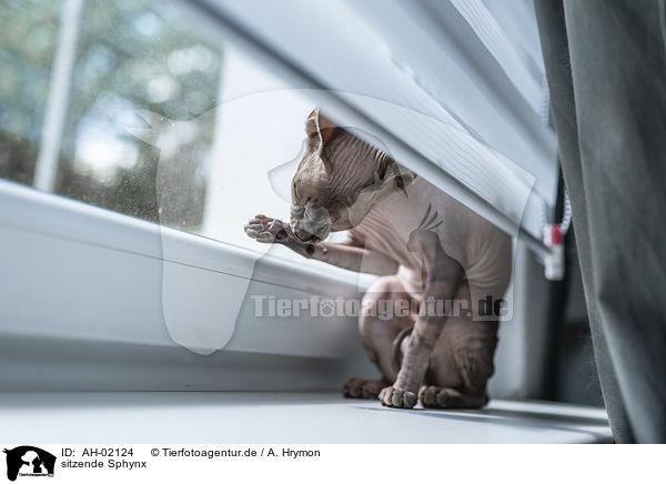 sitzende Sphynx / AH-02124