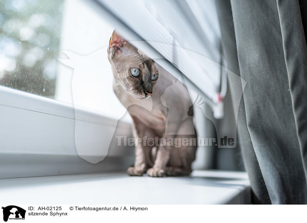 sitzende Sphynx / AH-02125