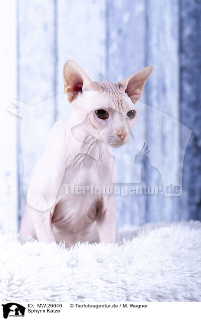 Sphynx Katze / MW-26046