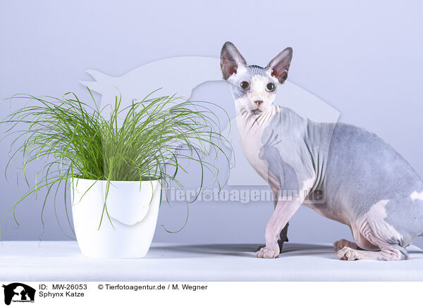 Sphynx Katze / Sphynx Cat / MW-26053