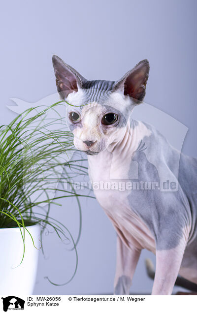 Sphynx Katze / Sphynx Cat / MW-26056