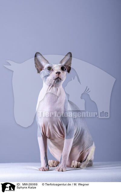 Sphynx Katze / Sphynx Cat / MW-26069