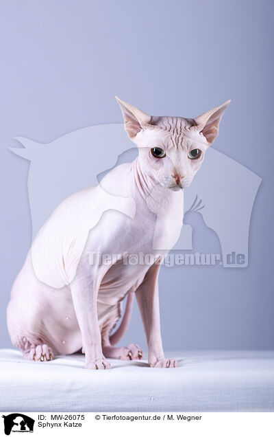 Sphynx Katze / MW-26075