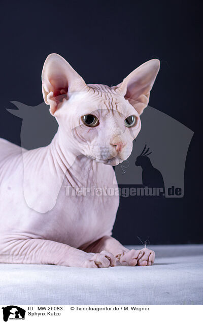 Sphynx Katze / Sphynx Cat / MW-26083