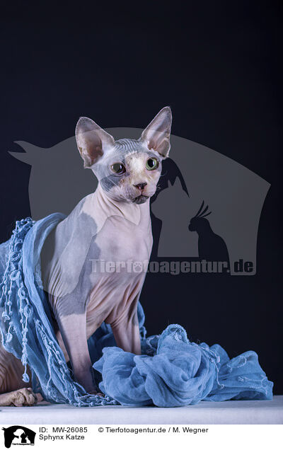 Sphynx Katze / MW-26085