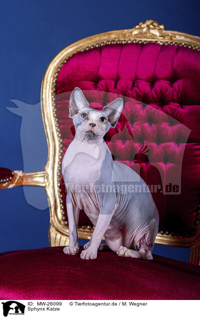 Sphynx Katze / MW-26099