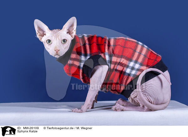 Sphynx Katze / MW-26109