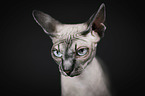 Sphynx Portrait