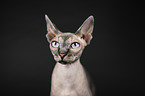 Sphynx Portrait