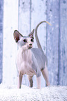 Sphynx Katze