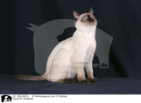 sitzende Thaikatze / sitting Thai cat / RR-03074