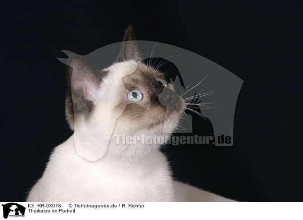 Thaikatze im Portrait / RR-03078