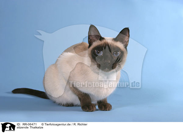 sitzende Thaikatze / sitting cat / RR-06471