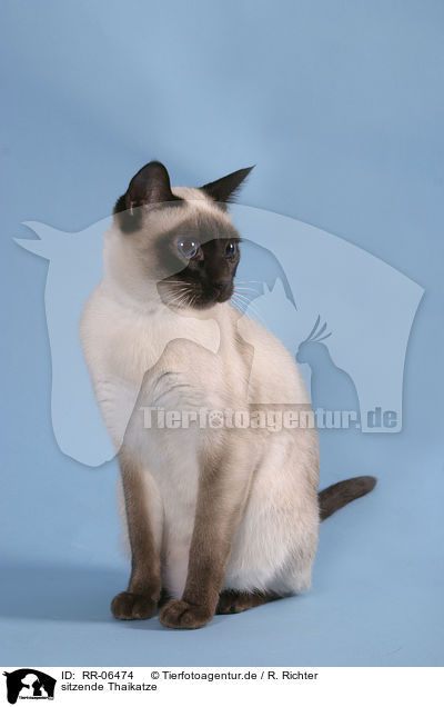 sitzende Thaikatze / sitting cat / RR-06474