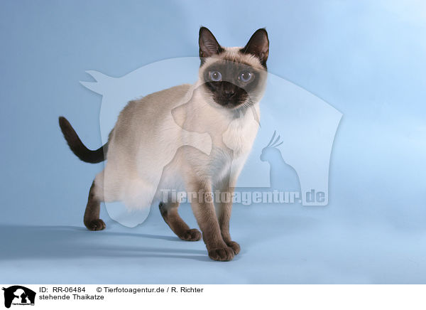 stehende Thaikatze / RR-06484