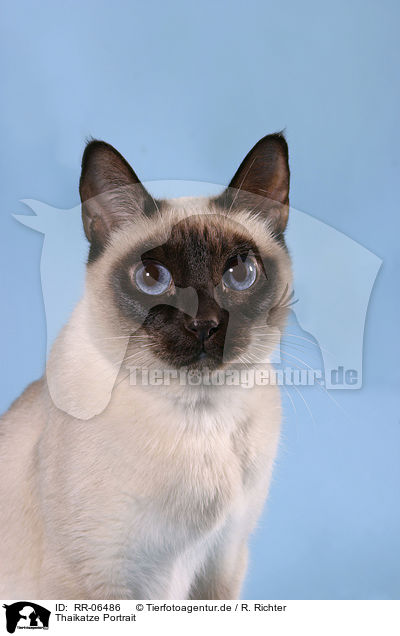 Thaikatze Portrait / RR-06486