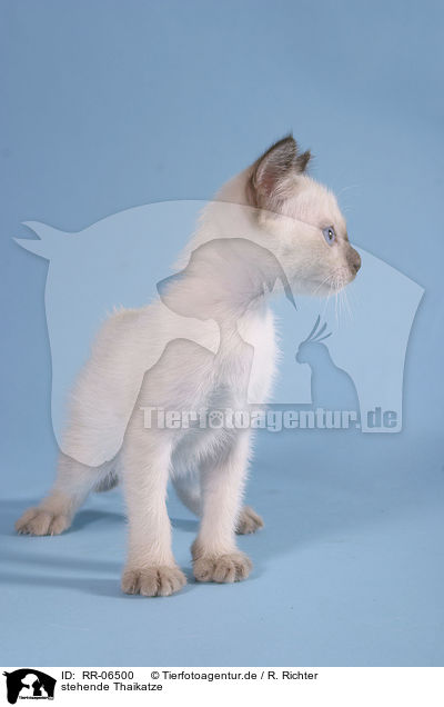stehende Thaikatze / RR-06500