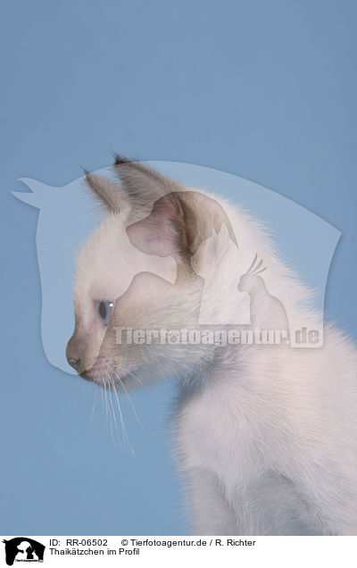 Thaiktzchen im Profil / kitty profile / RR-06502