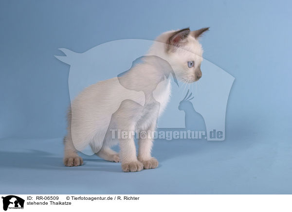 stehende Thaikatze / RR-06509