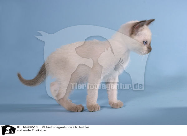 stehende Thaikatze / RR-06513