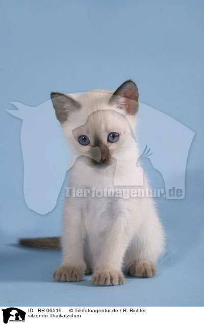 sitzende Thaiktzchen / RR-06519