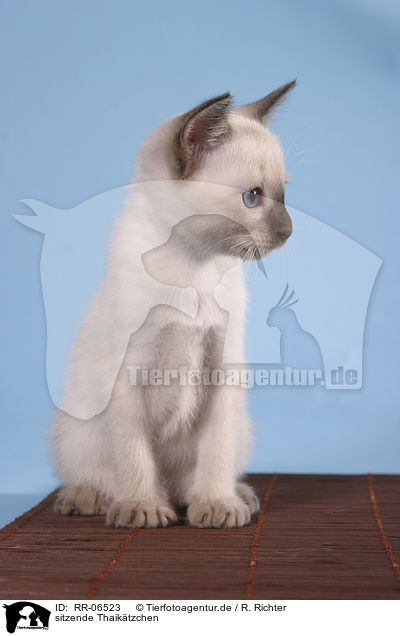 sitzende Thaiktzchen / sitting kitty / RR-06523