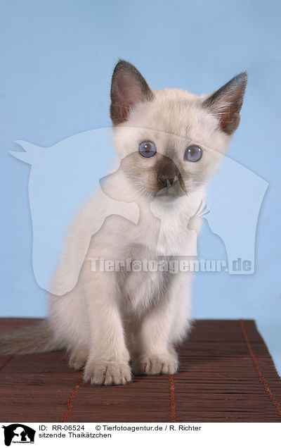 sitzende Thaiktzchen / sitting kitty / RR-06524