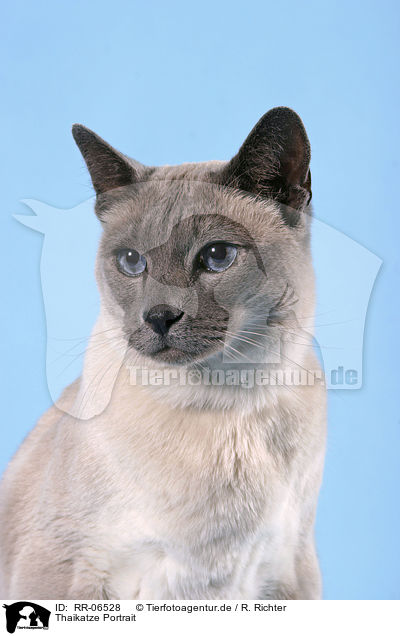Thaikatze Portrait / cat portrait / RR-06528
