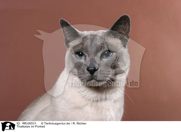 Thaikatze im Portrait / cat portrait / RR-06531