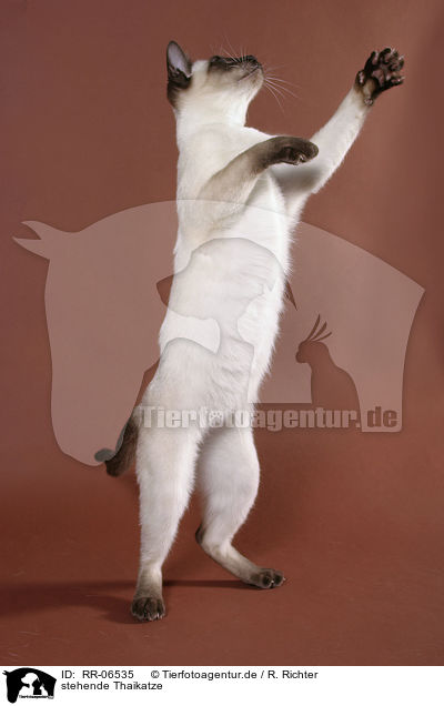 stehende Thaikatze / RR-06535