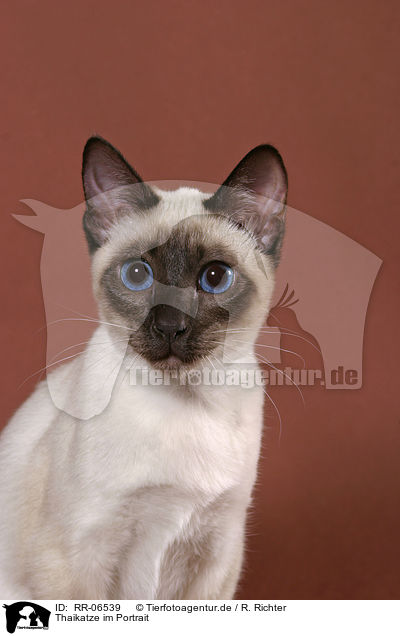 Thaikatze im Portrait / RR-06539