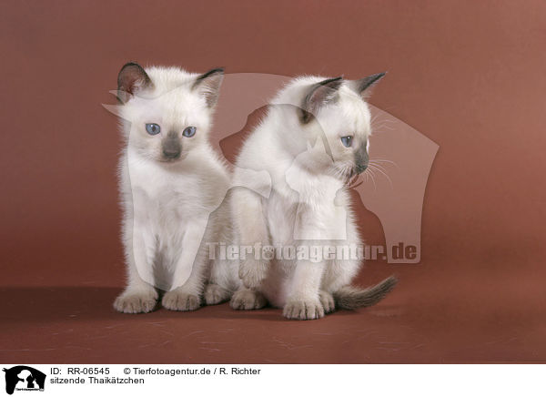 sitzende Thaiktzchen / RR-06545