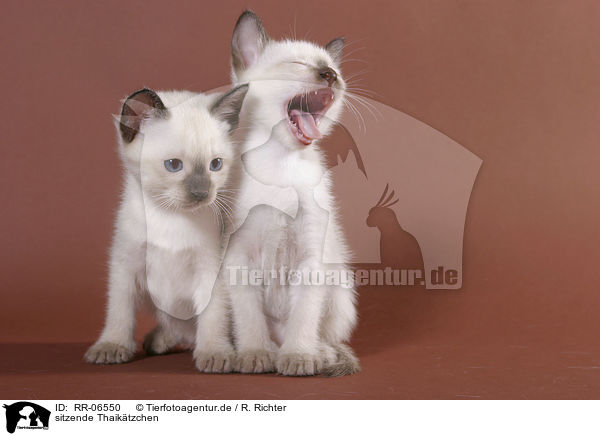 sitzende Thaiktzchen / sitting kitten / RR-06550