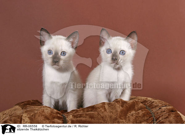 sitzende Thaiktzchen / sitting kitten / RR-06558