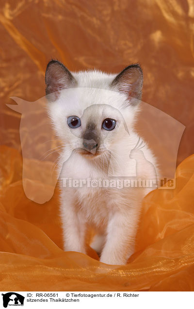 sitzendes Thaiktzchen / RR-06561