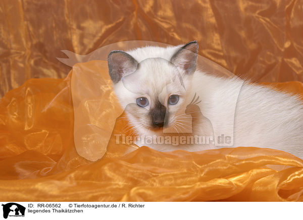 liegendes Thaiktzchen / RR-06562