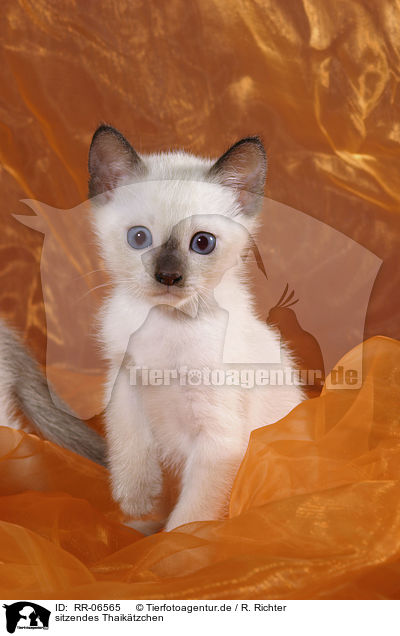 sitzendes Thaiktzchen / sitting kitty / RR-06565