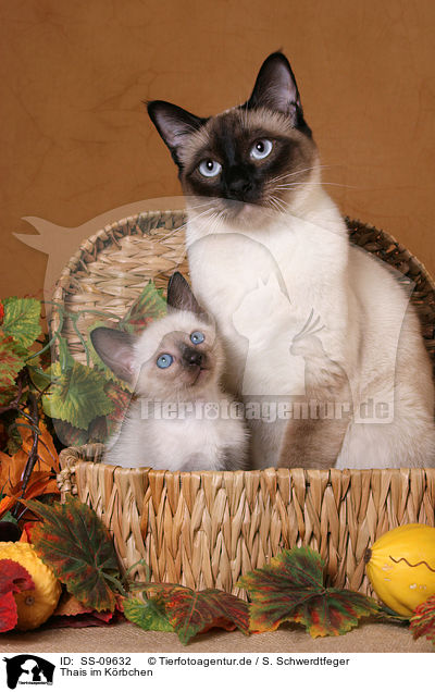 Thais im Krbchen / Thais in basket / SS-09632