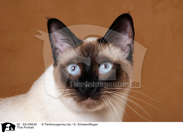 Thai Portrait / SS-09636