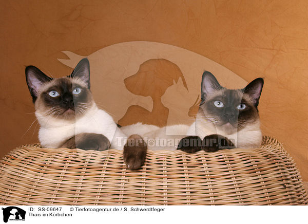 Thais im Krbchen / SS-09647