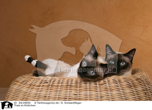 Thais im Krbchen / Thais in basket / SS-09650