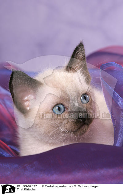 Thai Ktzchen / SS-09677