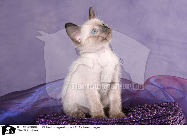 Thai Ktzchen / Thai Kitten / SS-09684
