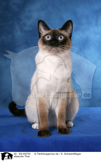 sitzende Thai / SS-09700